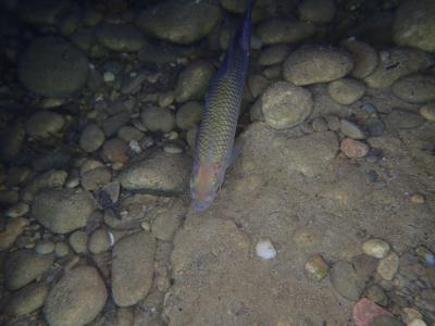 Plongées en gravière