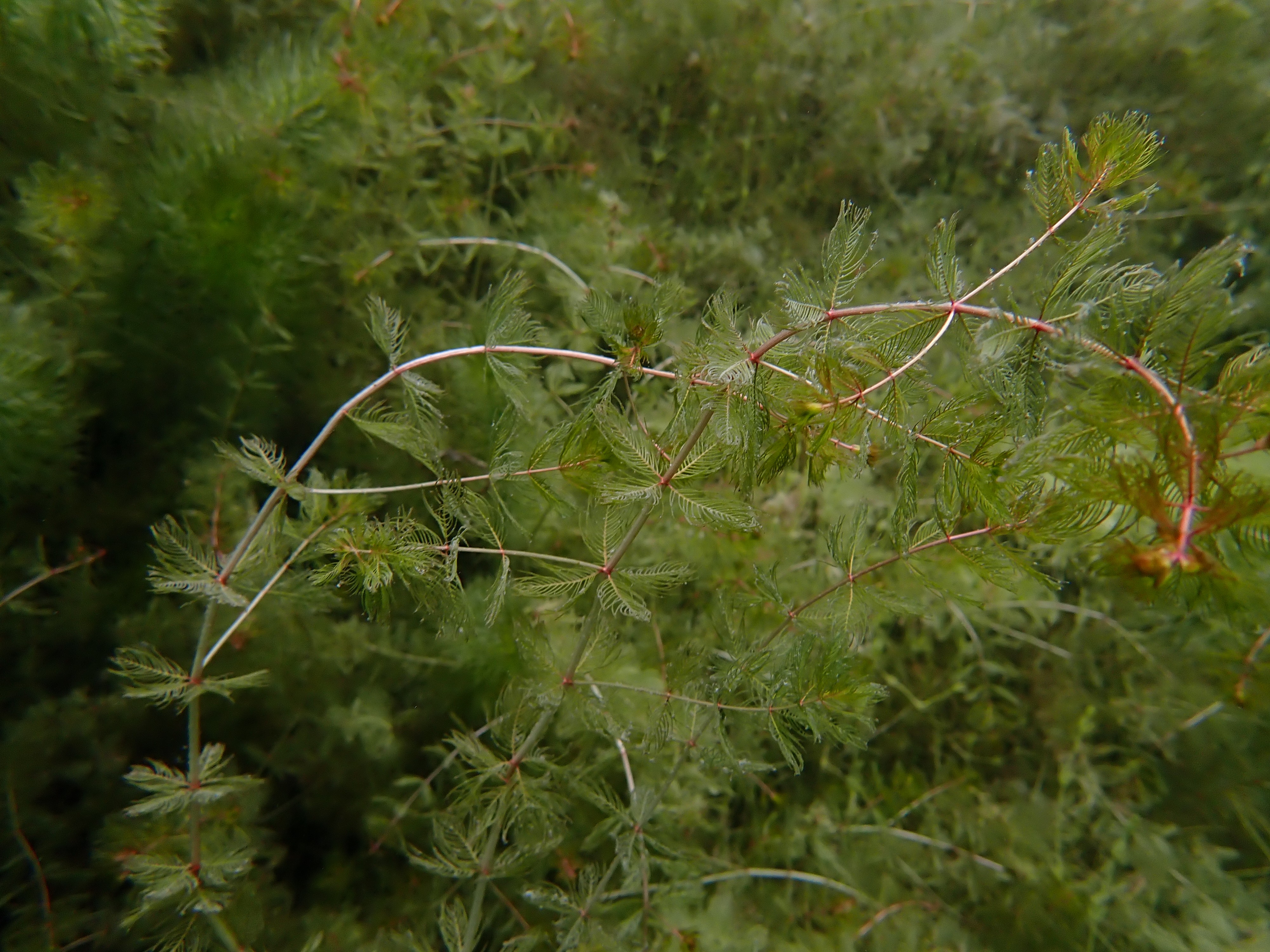 myriophylles 