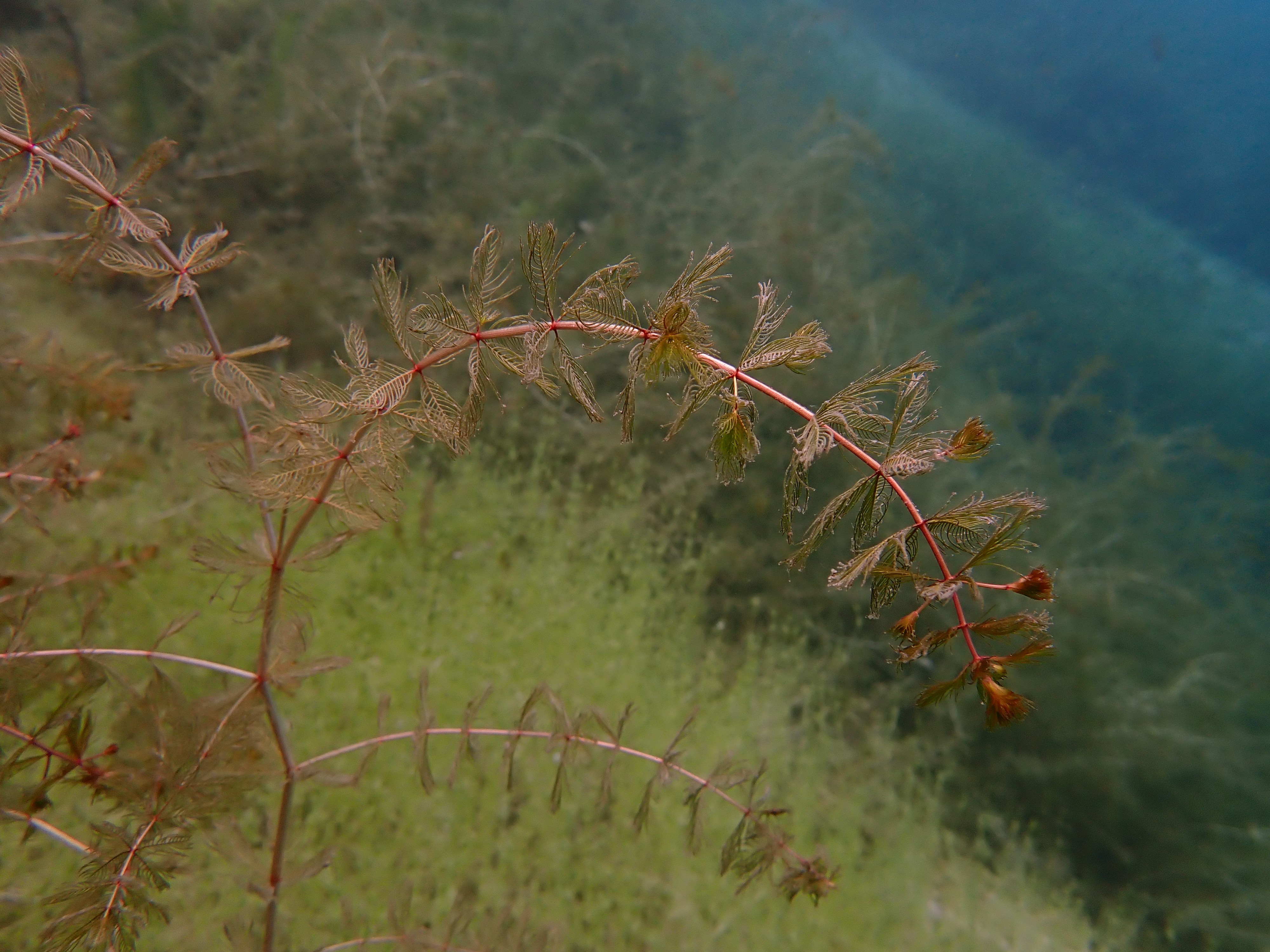 myriophylles 