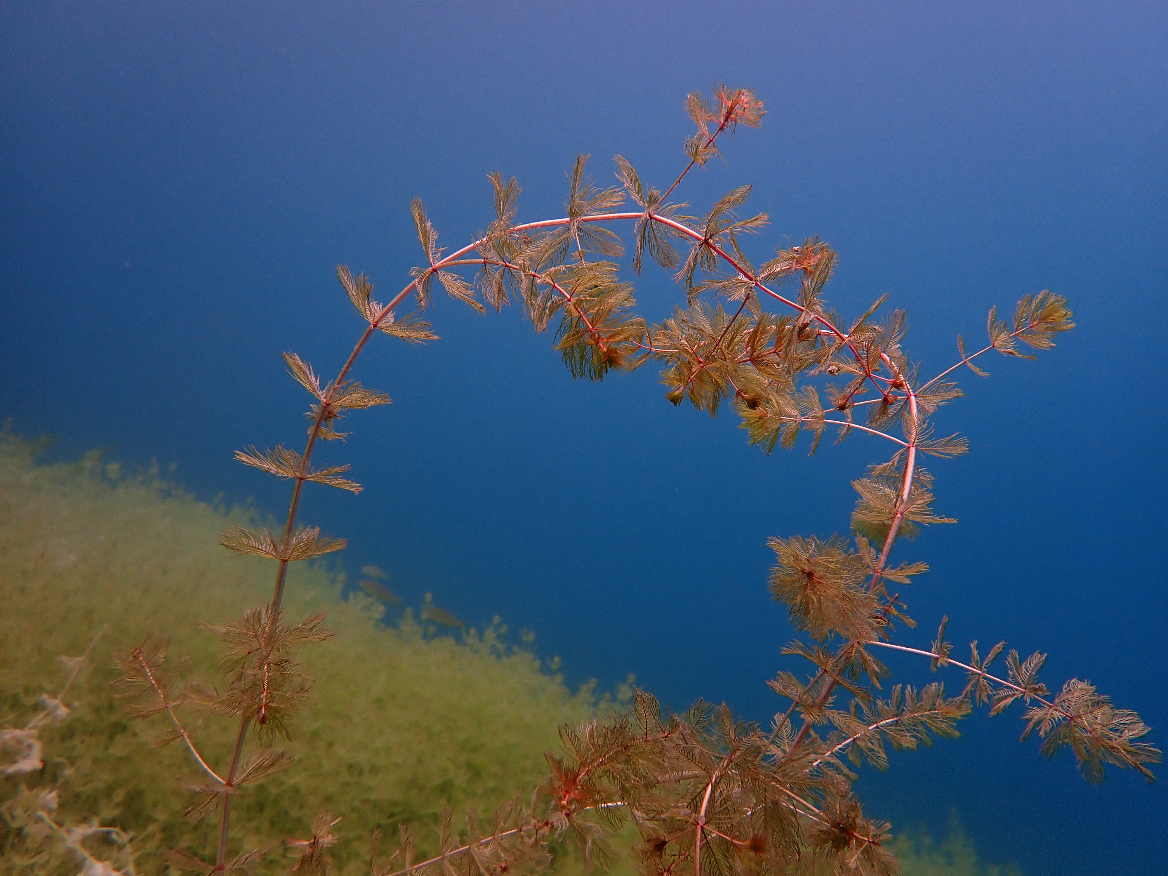 myriophylles 