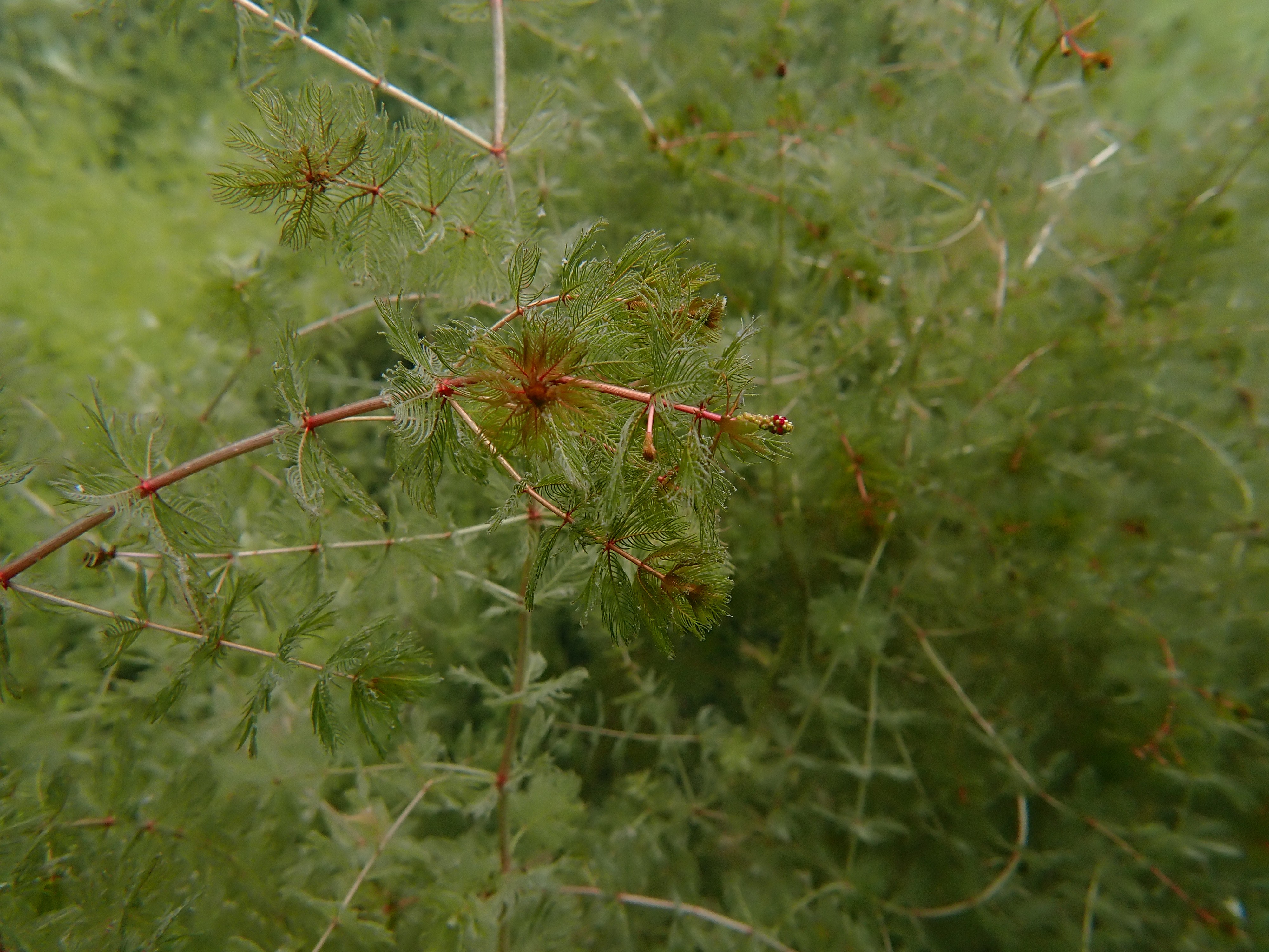 myriophylles 