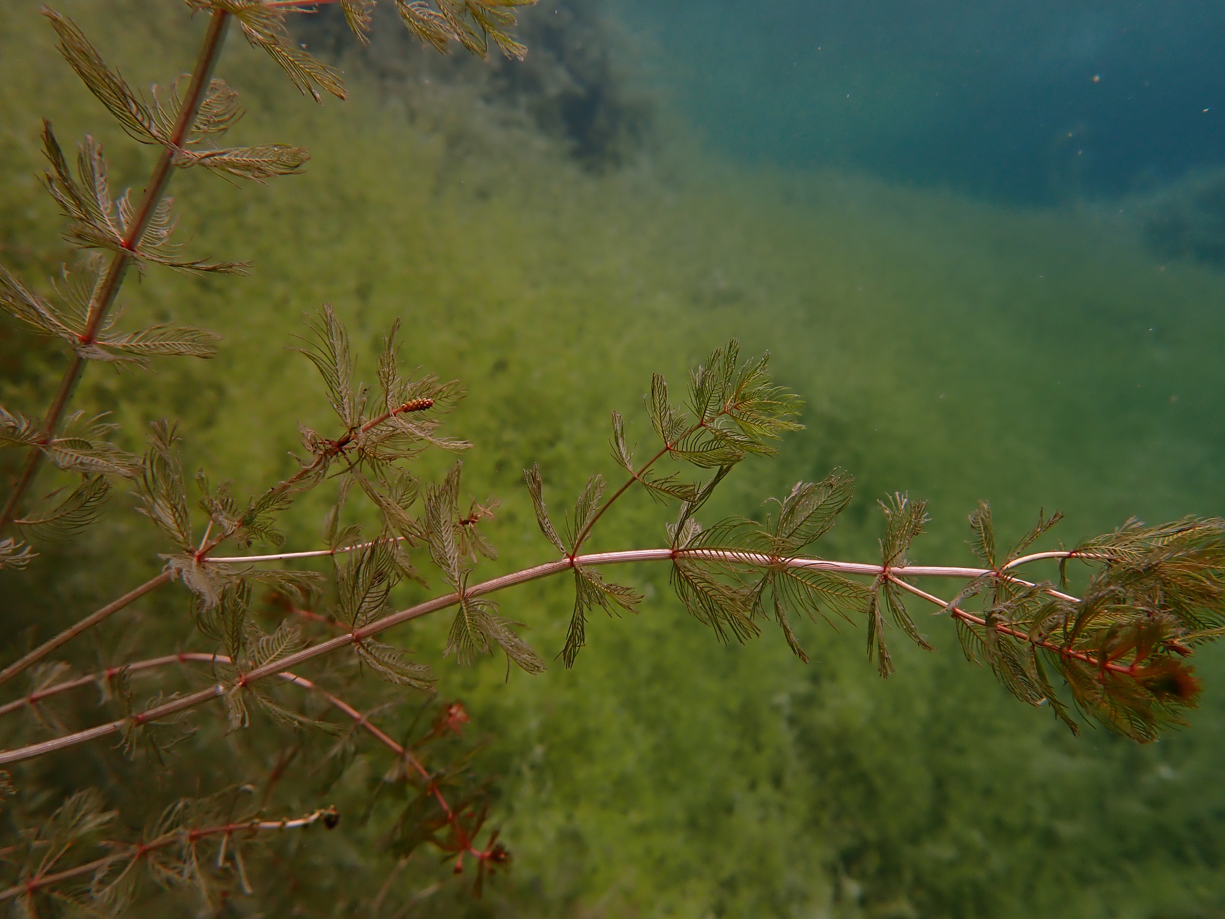 myriophylles 