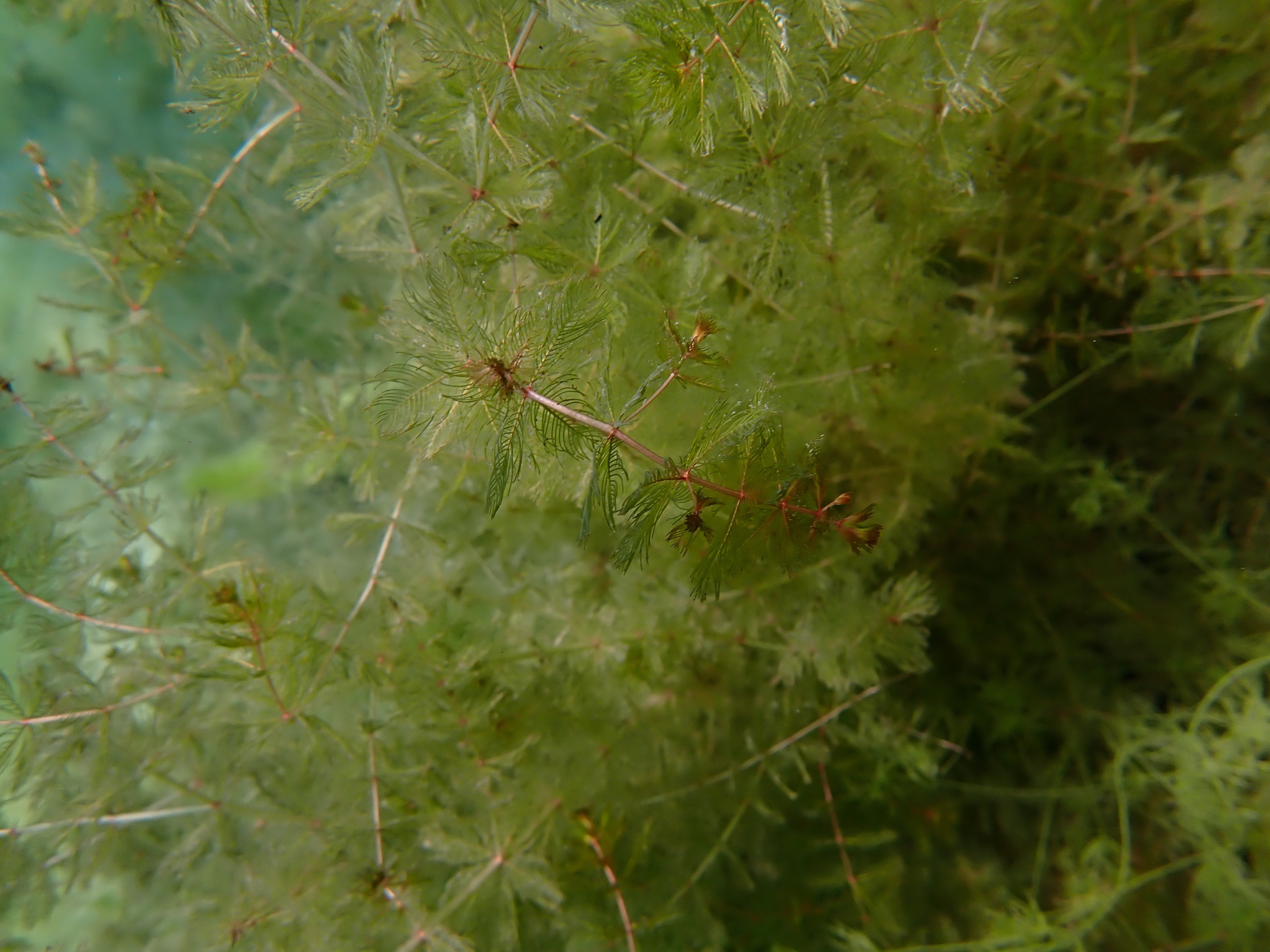 Myriophylles