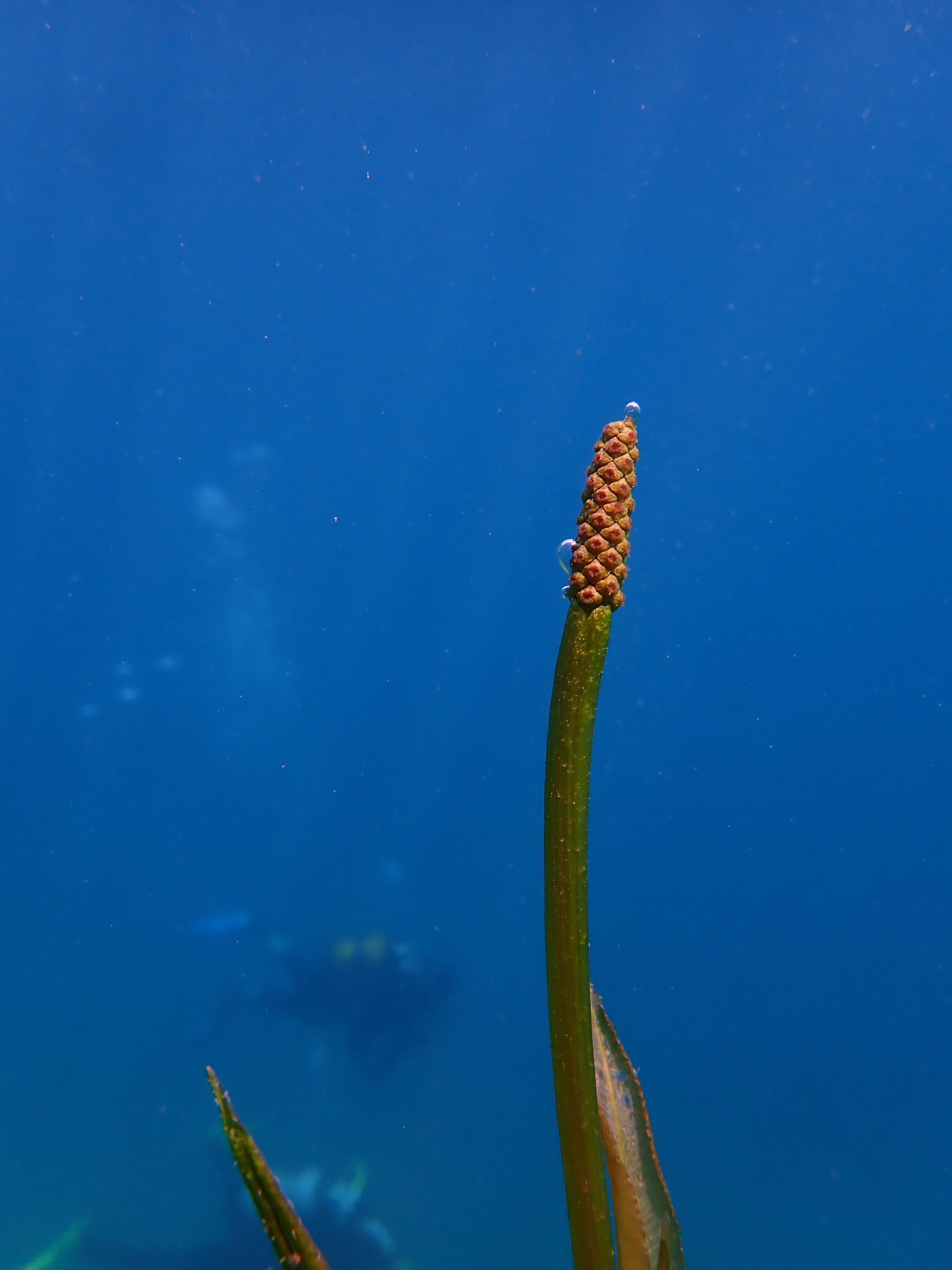 inflorescence du potamot luisant