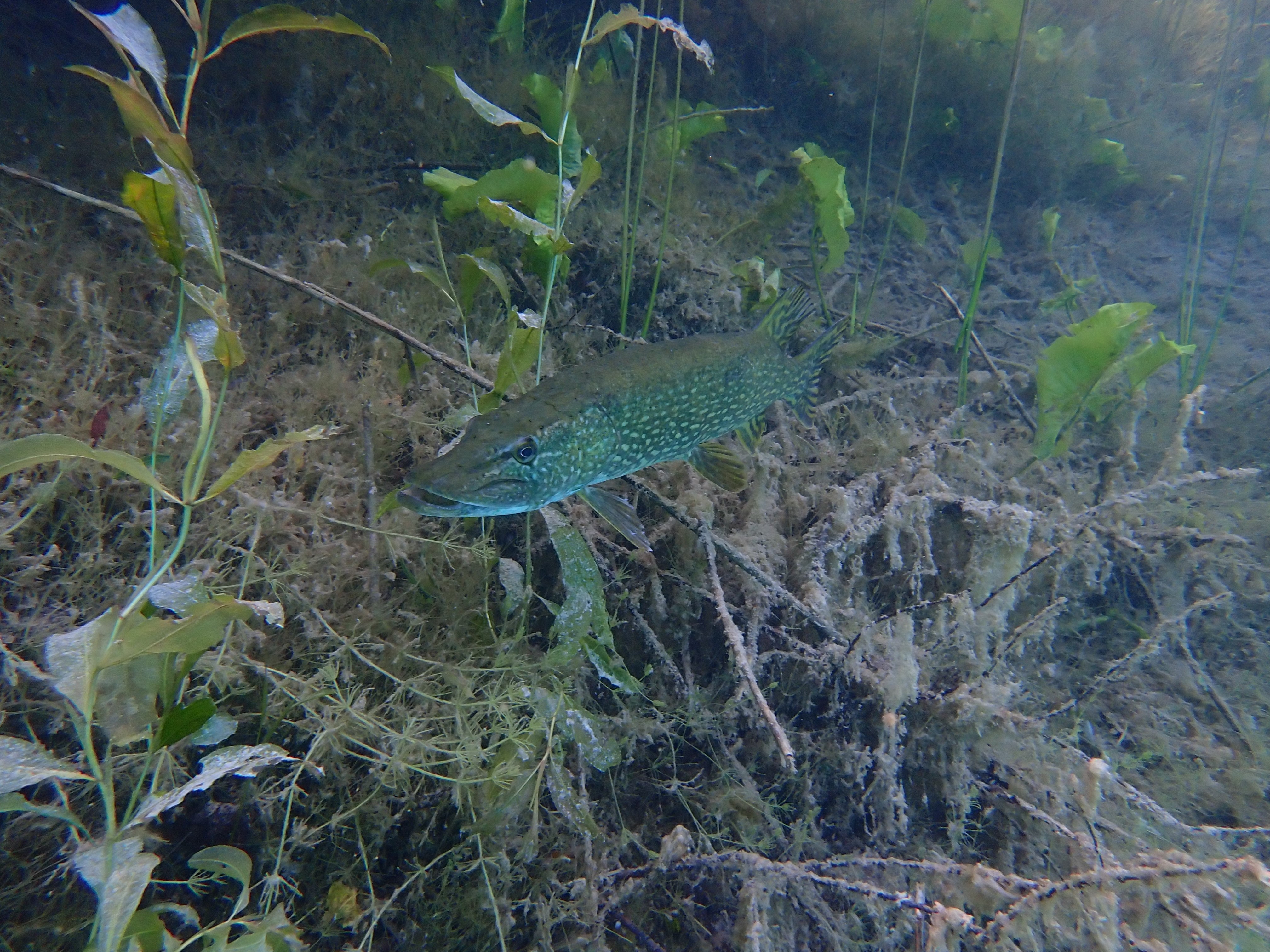 Brochet en chasse