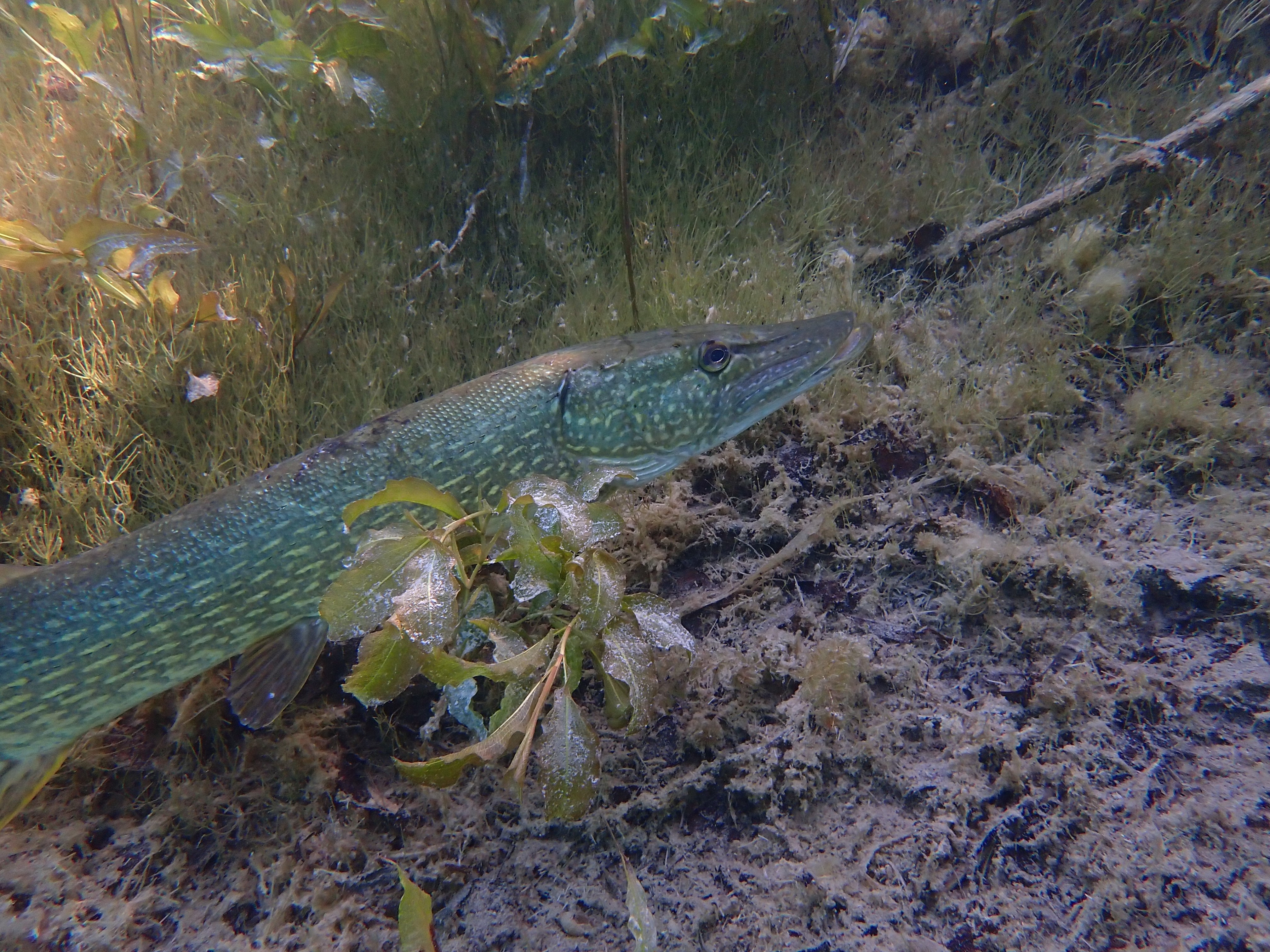 Brochet au repos