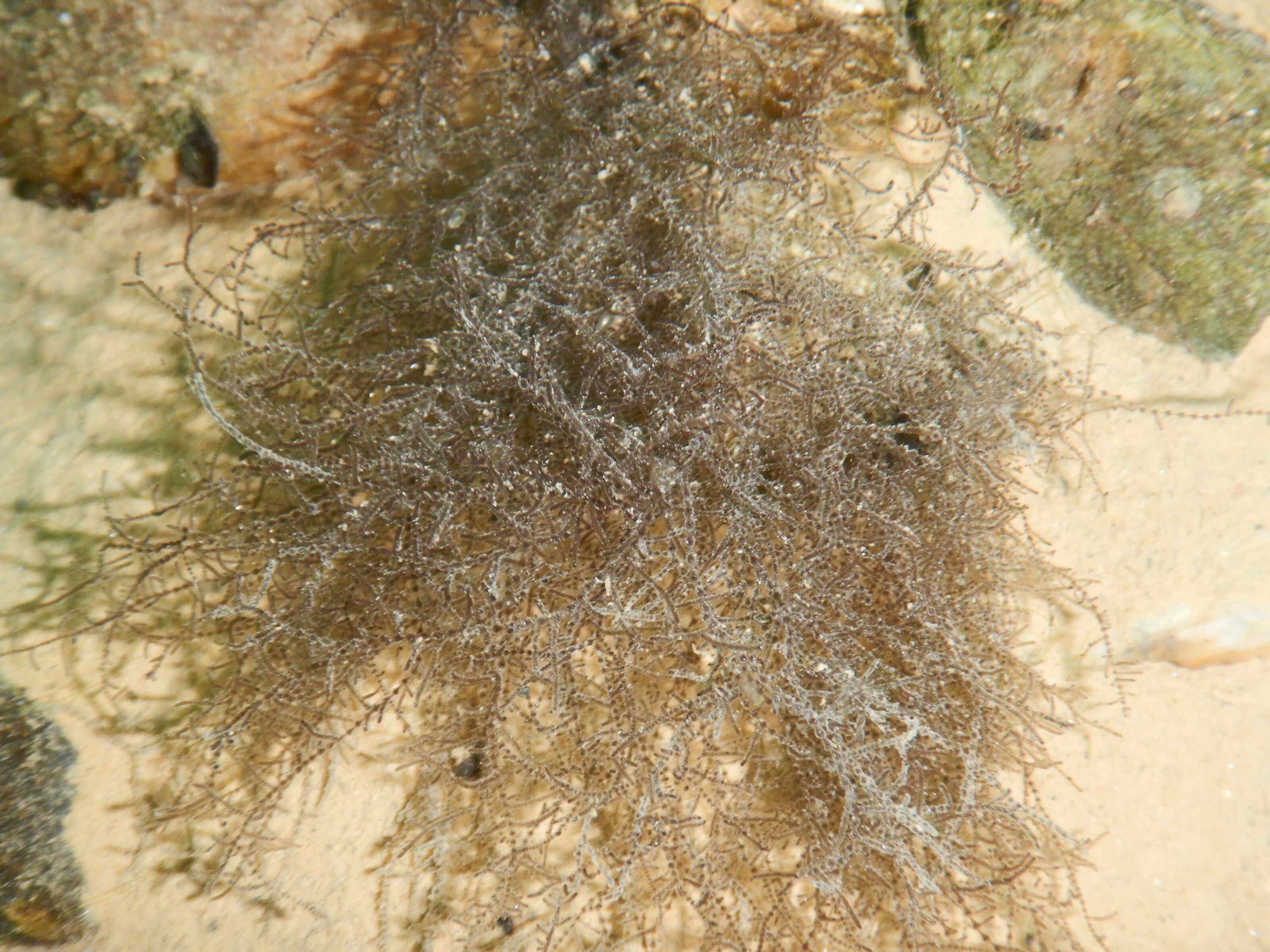 algue Batrachospermum