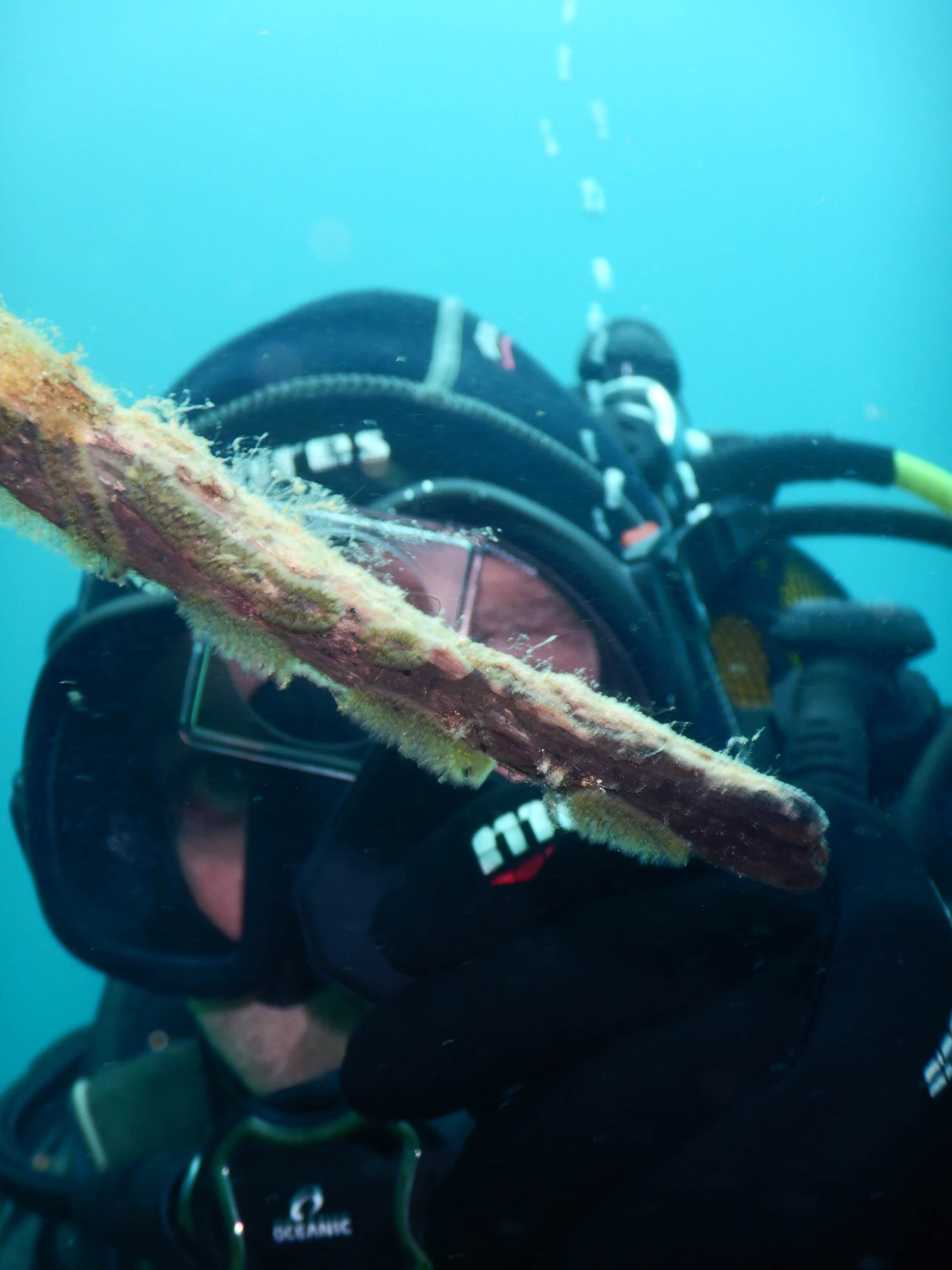 Sherlock inspectant les Bryozoaires