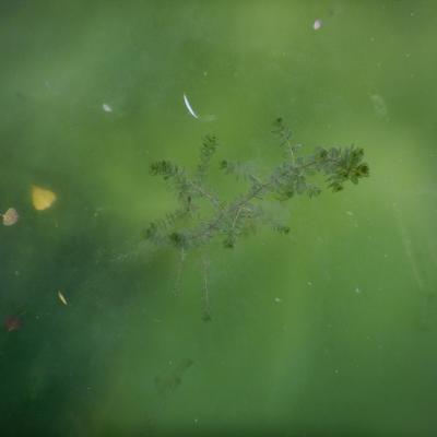 Myriophylle émergeant d'une nappe d'algues filamenteuses
