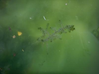 Myriophylle émergeant d'une nappe d'algues filamenteuses