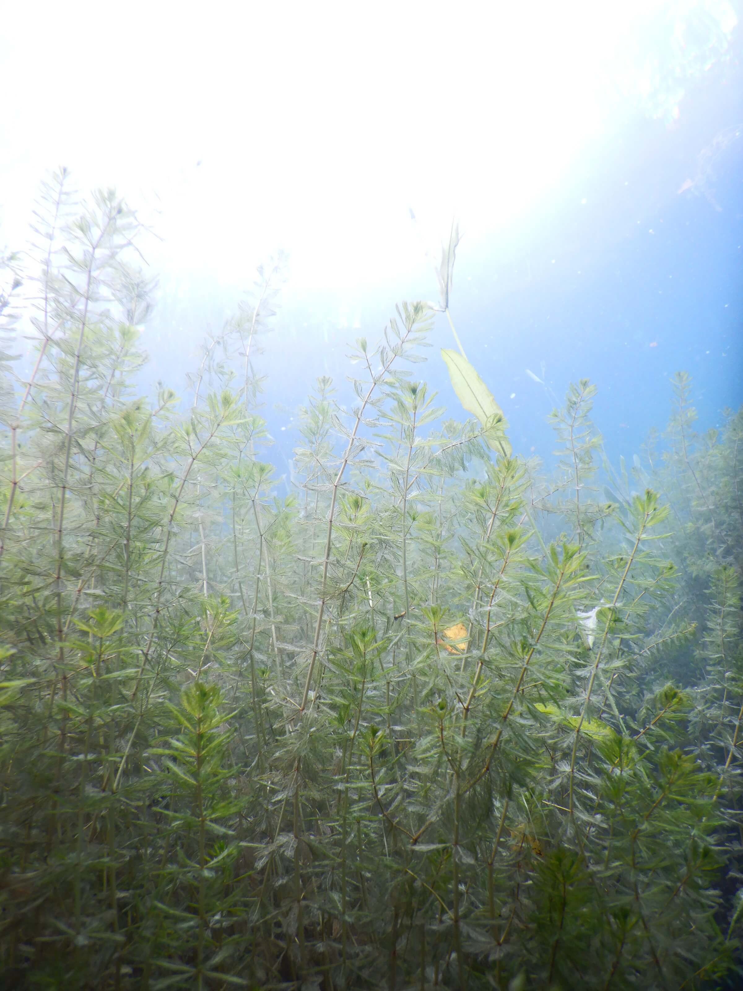 Myriophylle et potamot