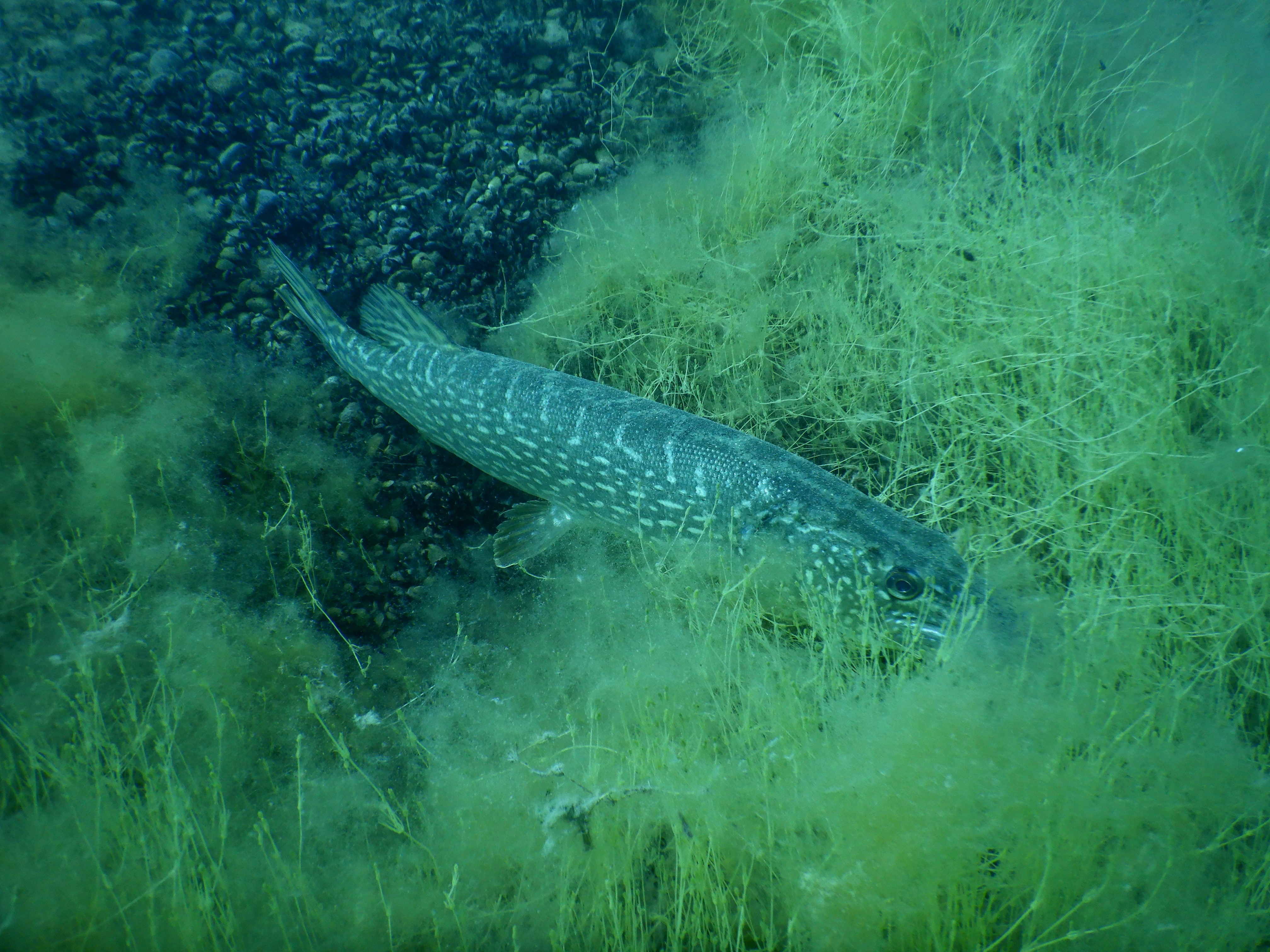 Brochet tapi dans les characées