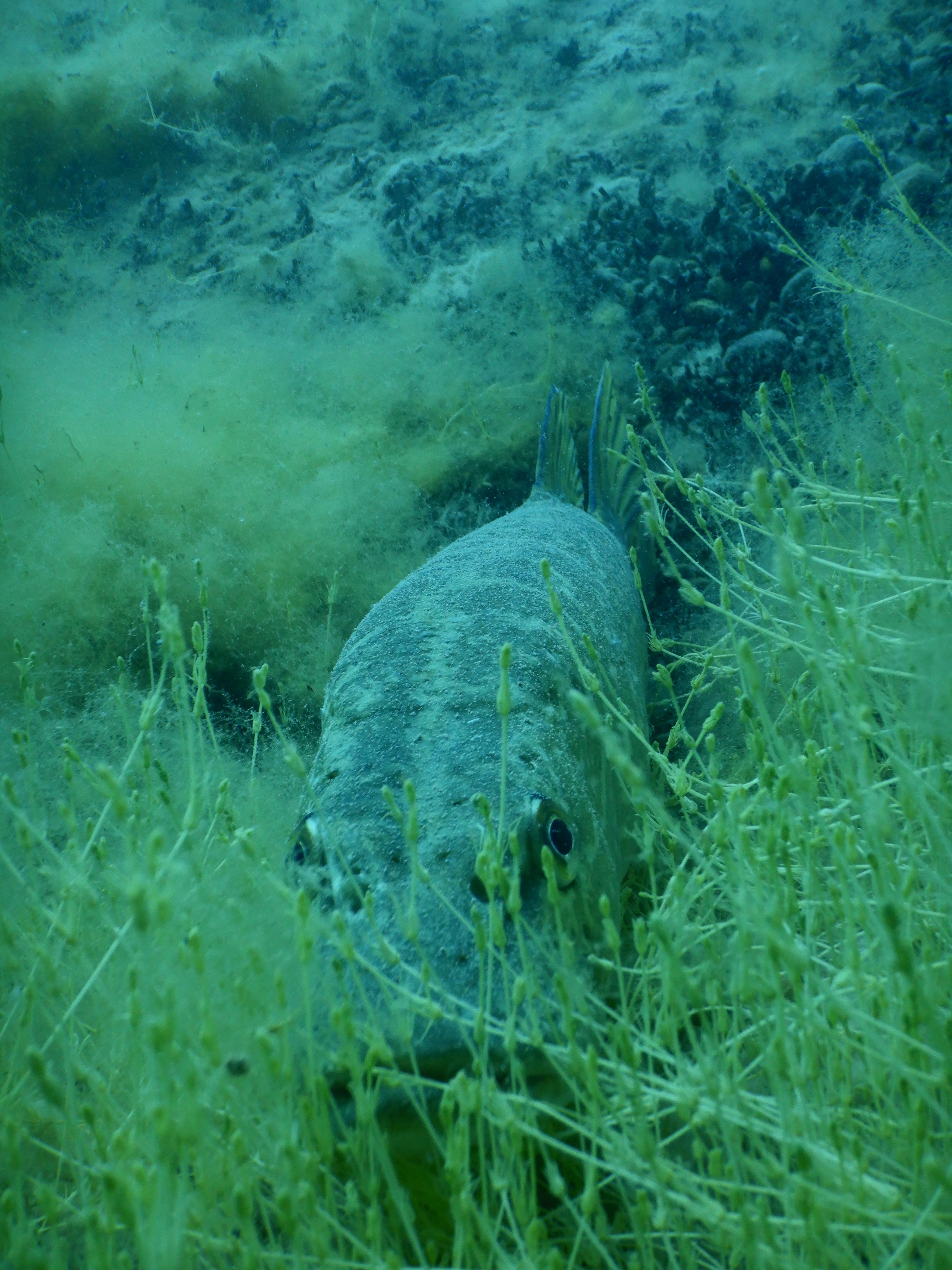 Brochet tapi dans les characées