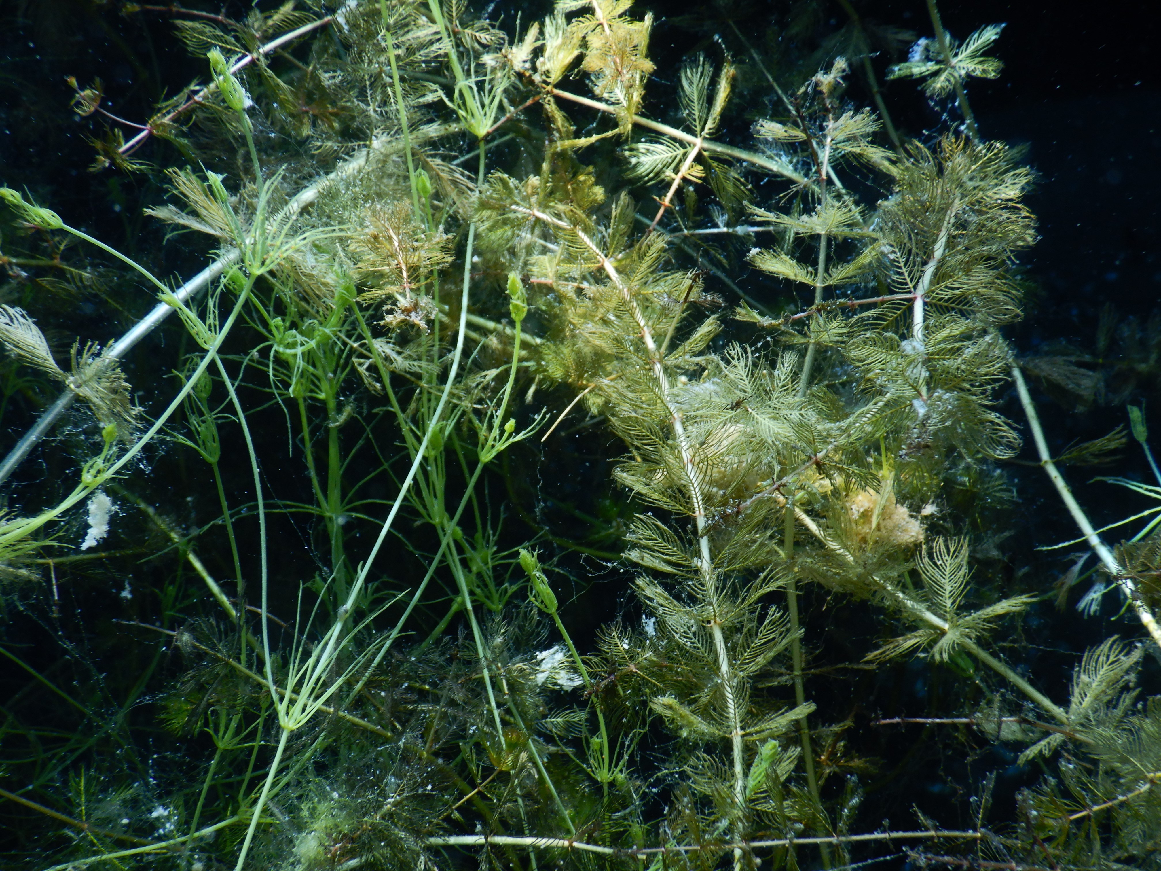 myriophylle et characée