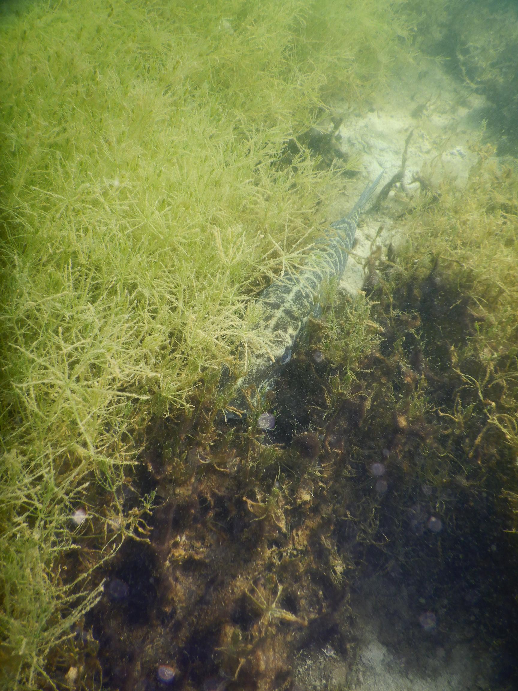 brochet à l'affut